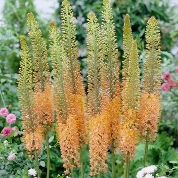 Eremurus 'Cleopatra' - korbácsliliom - CS19