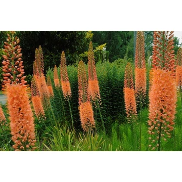 Eremurus 'Rumba' - korbácsliliom - CS19