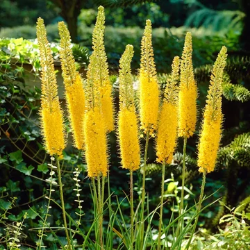 Eremurus 'Solid Yellow' - korbácsliliom - CS19