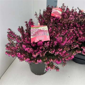 Erica carnea 'Winter Ladies Sarah' - örökzöld erika - CS9