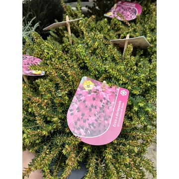 Erica darleyensis 'Kramer's Rote - örökzöld erika - CS10