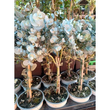 Eucalyptus gunnii - havasi eukaliptusz - CS12