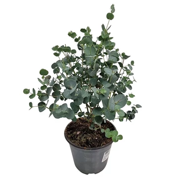 Eucalyptus gunnii - eukaliptusz - CS12