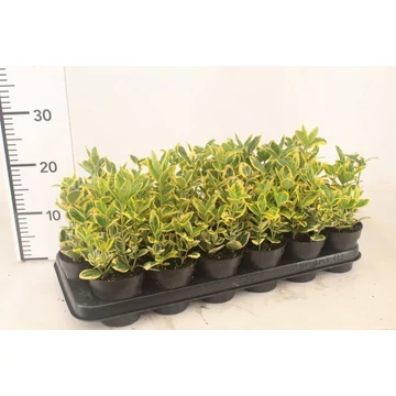 Euonymus japonicus 'Marieke' - kecskerágó - CS9
