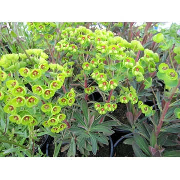 Euphorbia martinii – kutyatej - CS12