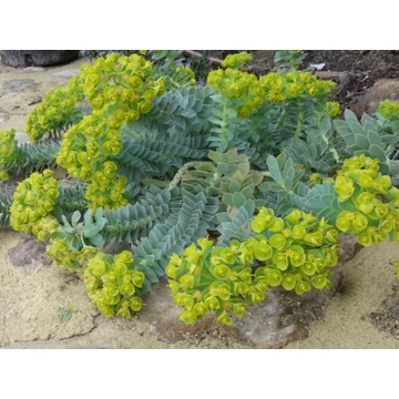 Euphorbia myrsinites – délszaki kutyatej - CS12