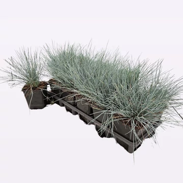 Festuca glauca 'Elijah Blue' - kék deres csenkesz - CS9