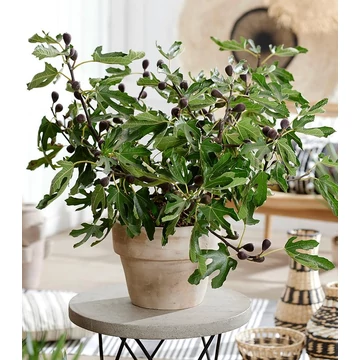 Ficus carica 'Miss Figgy' - balkon füge - CS13