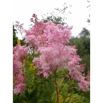 Filipendula rubra 'Venusta' - magas legyezőfű - CS14