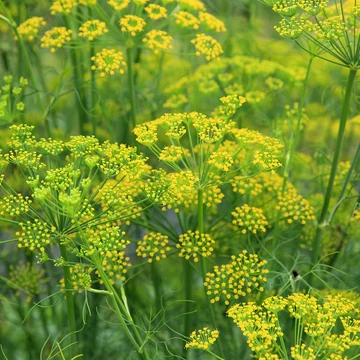 Foeniculum vulgare - édeskömény - CS12