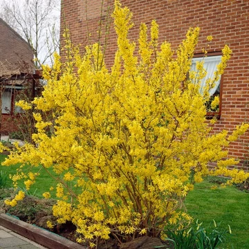 Forsythia intermedia 'Spectabilis' - aranyeső - CS12