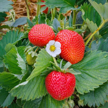 Fragaria 'Elan' - folyton termő eper - CS12