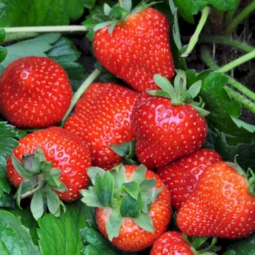 Fragaria ananassa 'Ostara' - folyton termő eper - CS9