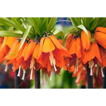 Fritillaria imperialis 'Aurora' - császárkorona - CS13
