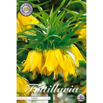 Fritillaria imperialis 'Lutea'  - császárkorona hagyma,1db