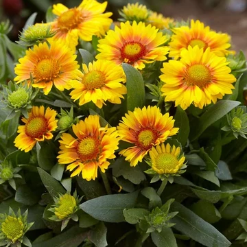 Gaillardia aristata 'Arizona Apricot' - kokárdavirág - CS12