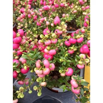 Gaultheria mucronata 'Red Berry' - mirtuszhanga - CS10,5