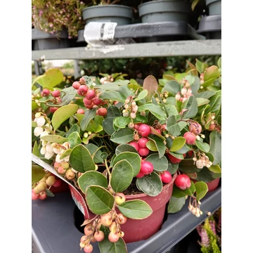 Nerdning birinchi jinsiy aloqa videosi