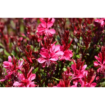 Gaura lindheimeri 'Gaudi Red' - díszgyertya - CS12