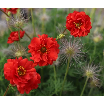 Geum chiloense - gyömbérgyökér - CS13