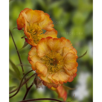 Geum hybrida 'Nonna' - gyömbérgyökér - CS12