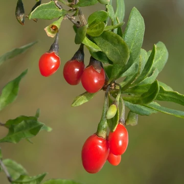 Lycium barbarum - Goji bogyó - CS9
