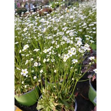 Androsace septentrionalis 'Stardust' - gombafű - CS12