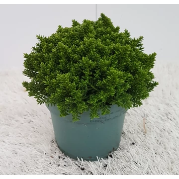 Hebe 'Emerald Gem' - veronikacserje - CS12