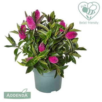Hebe addenda 'Eva' - veronikacserje - CS10,5