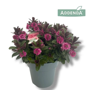 Hebe addenda 'Viona Pink' - veronikacserje - CS15