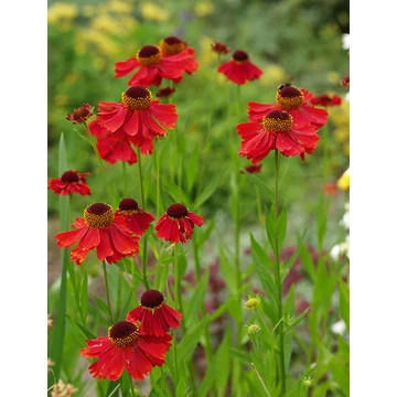 Helenium 'Moerheim Beauty' - napfényvirág - CS1