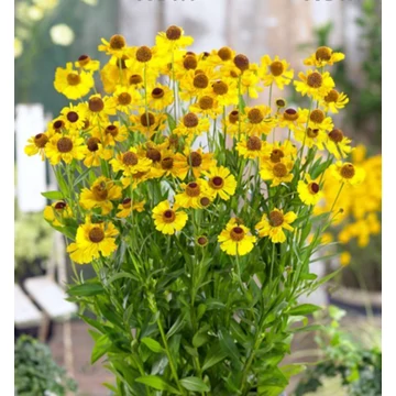 Helenium 'Wesergold' - napfényvirág - CS11