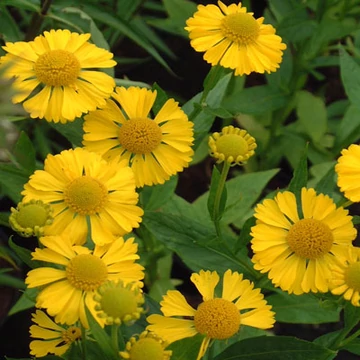 Helenium 'Kanaria' - napfényvirág - CS11