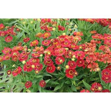 Helenium 'Ranchera' - napfényvirág - CS12