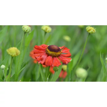 Helenium 'Red Army' - napfényvirág - CS11