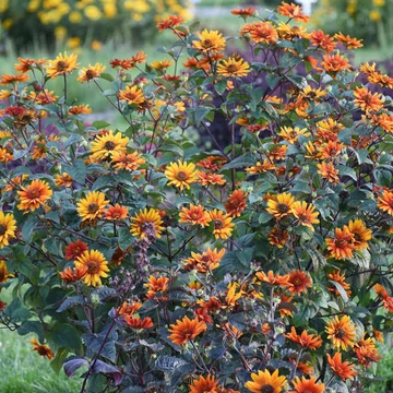 Heliopsis 'Burning Hearts' - napszemvirág - CS11