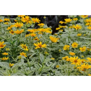 Heliopsis variegata - napszemvirág - CS11