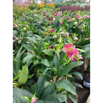 Helleborus orientalis 'Red' - hunyor - CS12