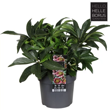 Helleborus orientalis 'Dacaya' - hunyor - CS19