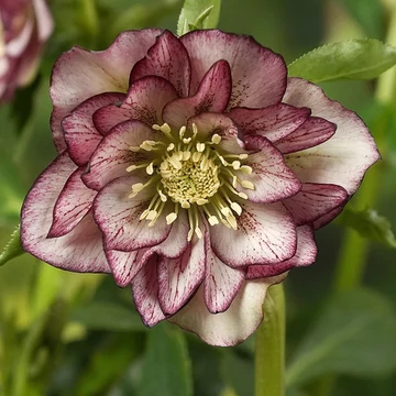 Helleborus orientalis 'Double Ellen Picotee'  - hunyor - CS12