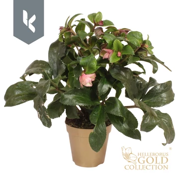 Helleborus 'Ice N' Roses Early Rose' - hunyor - CS13