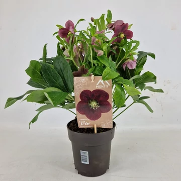 Helleborus orientalis 'Single' - hunyor - CS13