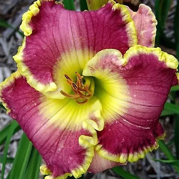 Hemerocallis 'Crape Breton' - sásliliom - CS11