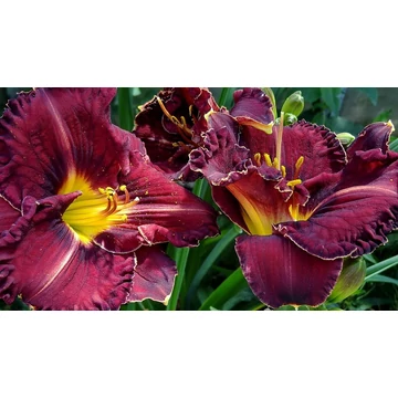 Hemerocallis 'Purplelicious' - sásliliom - CS11
