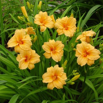 Hemerocallis 'Bertie Ferris' - sásliliom - CS11