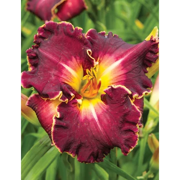Hemerocallis 'Excellent' - sásliliom - CS11