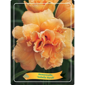 Hemerocallis 'Isabella Marafi' - sásliliom - CS11