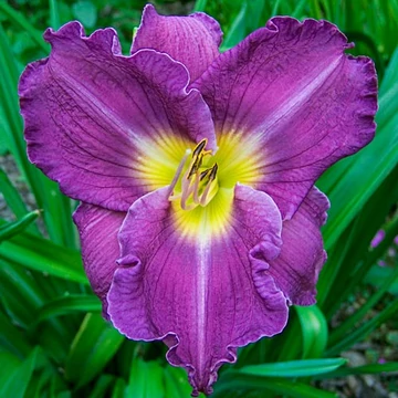 Hemerocallis 'Uncharted Waters' - sásliliom - CS11