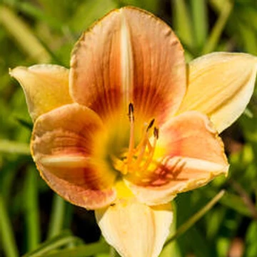 Hemerocallis 'Veins of Truth' - sásliliom - CS11