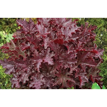 Heuchera 'Blackberry' – tűzeső - CS12